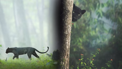 Bagheera 1593949308