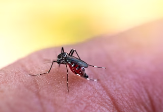 Mosquito bites