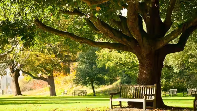 Naubasta park lucknow parks 0ra24kyveo