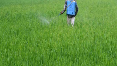 Rabi crop farming 1677549441
