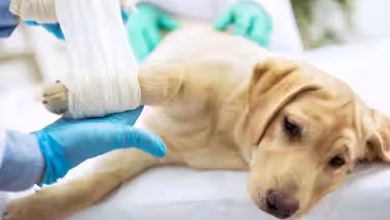 Veterinary hospital lucknow veterinary clinics cgmoja8qow