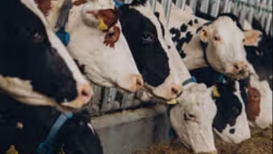 3644667 rssb livestock assistant