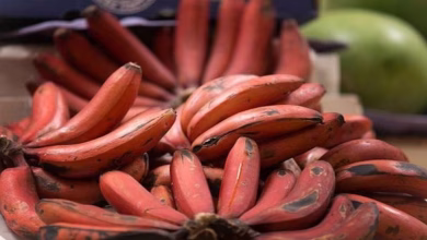 Redbanana 637x435 1