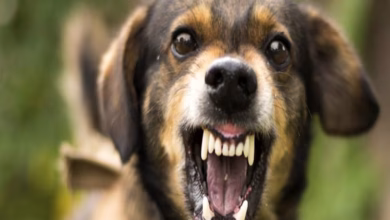 Dog attack gurugram 1675306648