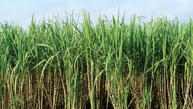 Sugarcane 1493102822