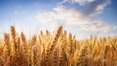 Wheat crop 0 sixteen nine
