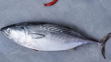 Tuna fish for fatty fish