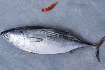 Tuna fish for fatty fish