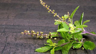 Tulsi