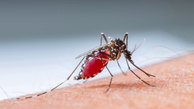 Mosquito malaria 1631867921