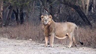 67c59c533adf5 asiatic lion gir 031053242 16x9 1