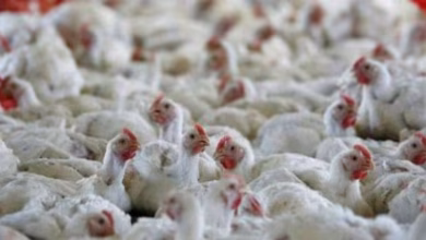 Bird flu