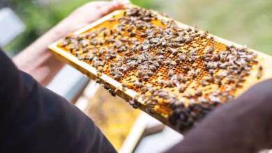 Beekeepingfarming