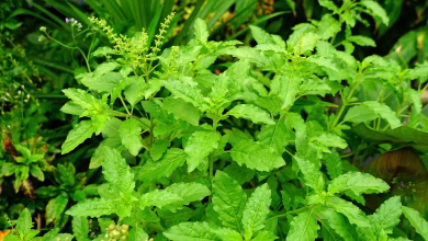 Tulsi 4ebdc42b073b986ab67ac825b5bf4361