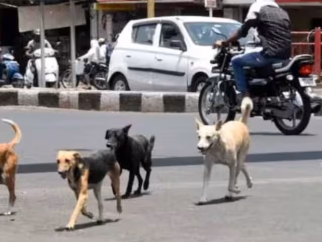 Dog chasing bikes 6