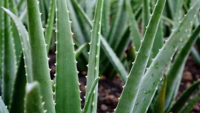 Aloevera 12itg 1732710667196