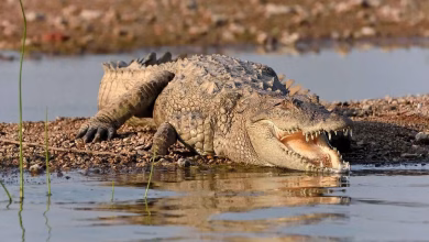 Crocodile in chambal river 1595857705
