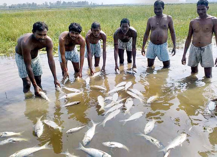 Fish dead in the pond 1476124360