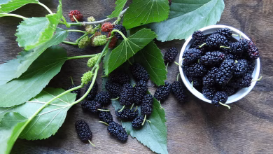 Mulberry 1200x628 facebook