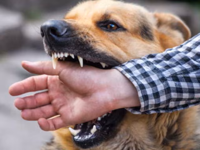 Rabies 2025 07 8020faf66a0fd713c3cce9461779a263