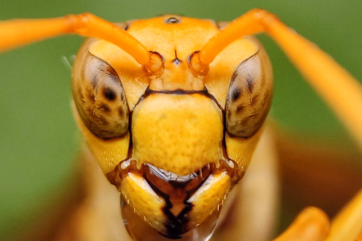 Wasp 2025 04 8e2fdace58d2a8aea531919090c4d688 3x2 1