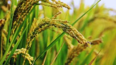 684fd2817cb08 basmati 090315414 16x9 1