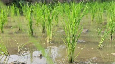 68b7fc22bc762 do these 5 easy measures in paddy crop 140650722 16x9 1