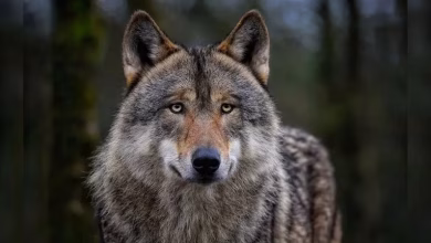 Wolf02