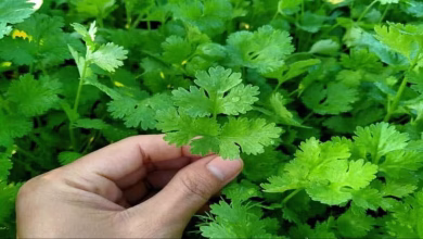 Coriander leaves greenitg 1745326842798