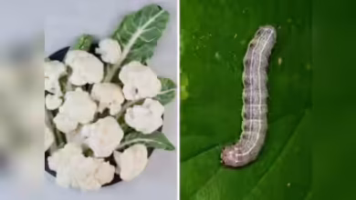 Tips to remove worms from vegetables
