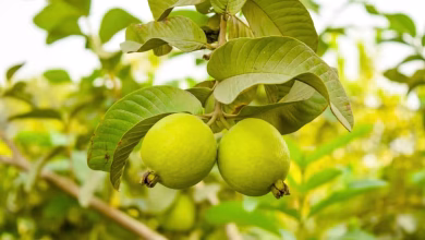 Guava 1itg 1743688071182