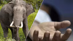 Elephant women death 1685500537